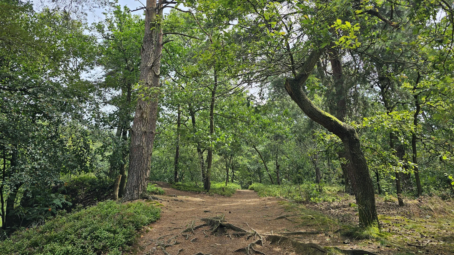 Ferien in Bad Bentheim - Wald Bentheimer Klippen